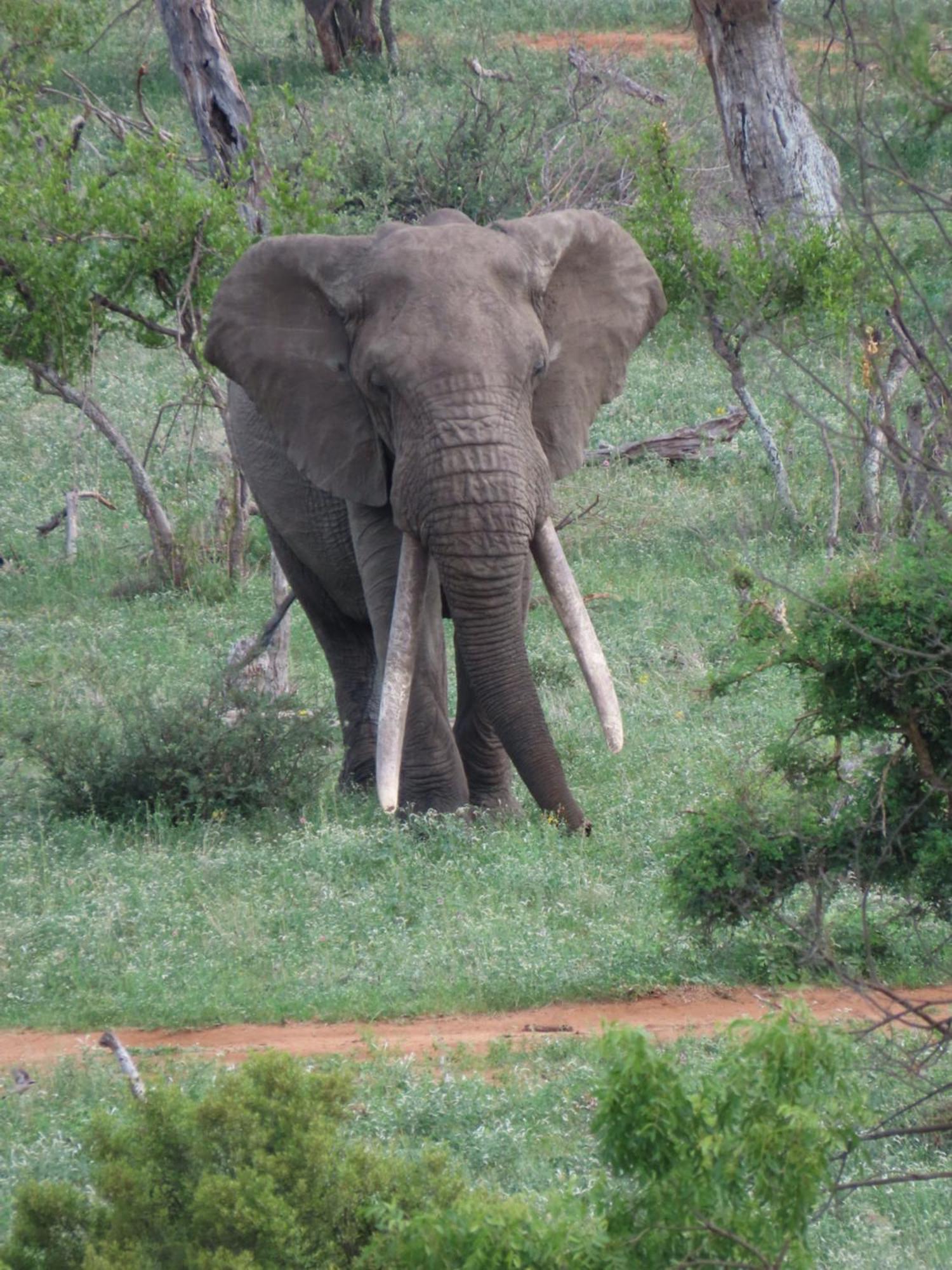 Naledi Lodges 巴卢莱自然保护区 外观 照片